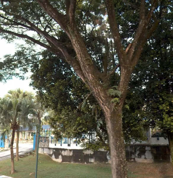 tree photo