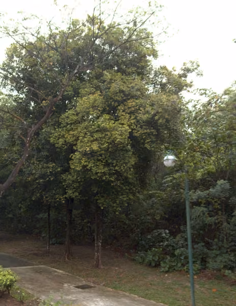 tree photo