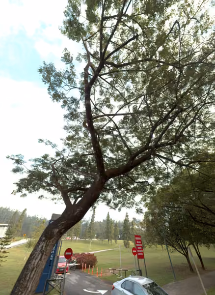 tree photo