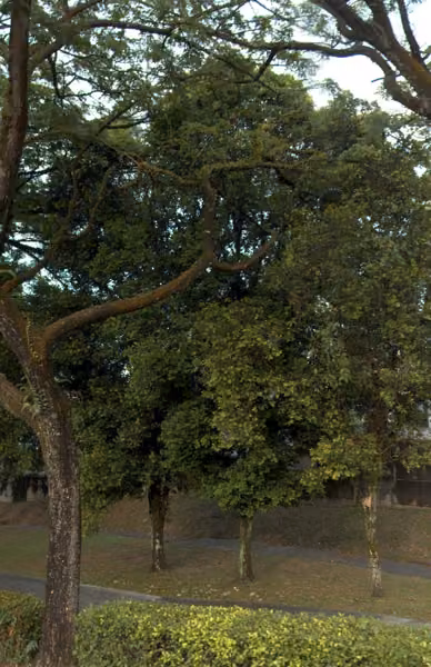 tree photo
