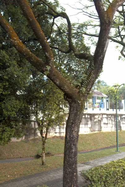 tree photo