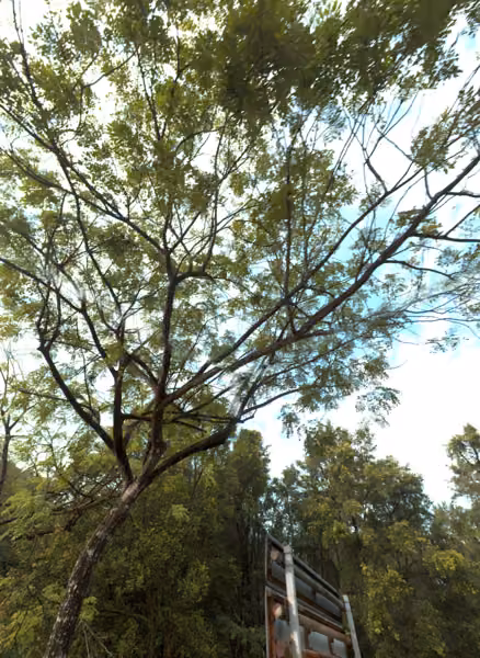 tree photo
