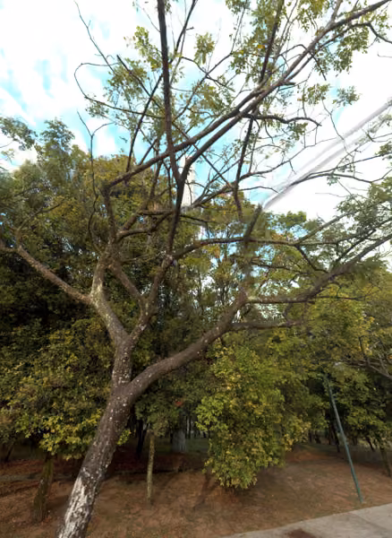 tree photo