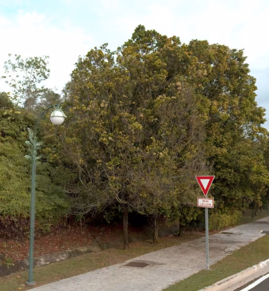 tree photo