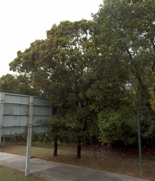 tree photo