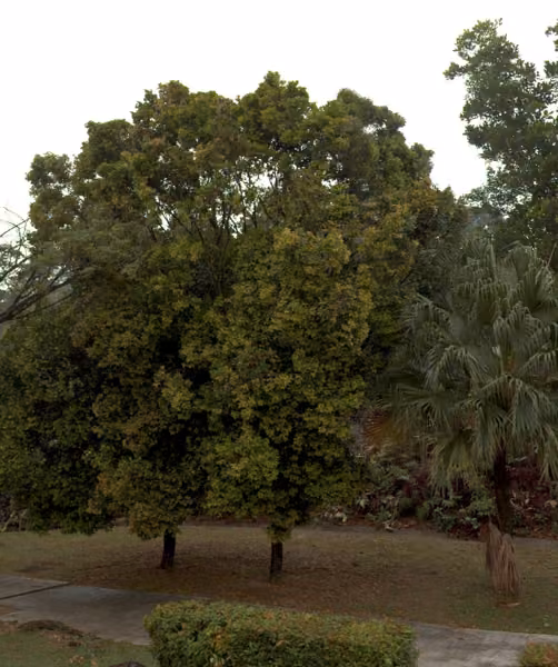 tree photo