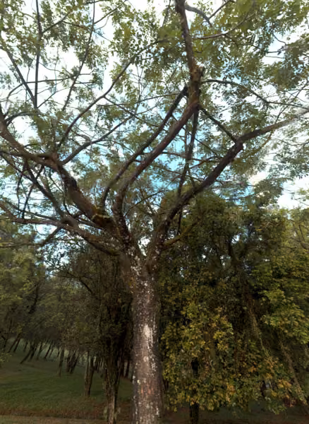 tree photo