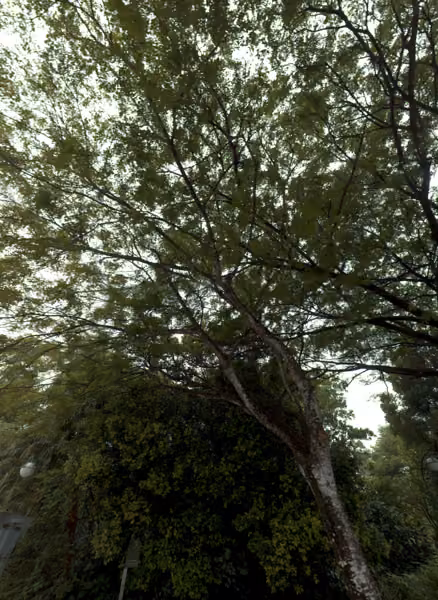 tree photo