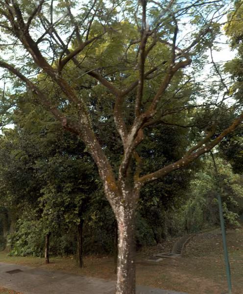 tree photo