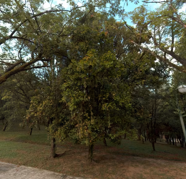 tree photo