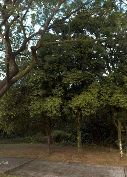 tree photo