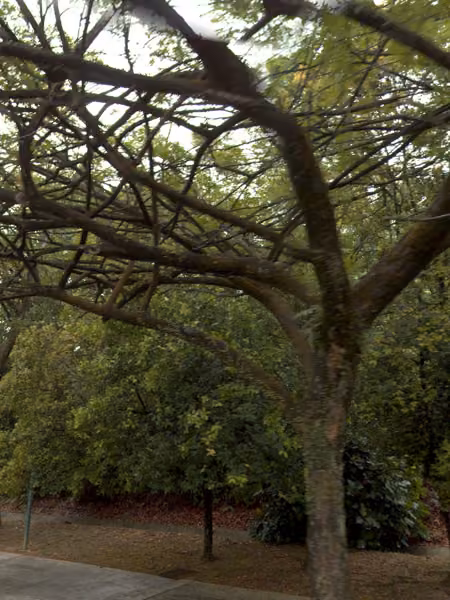 tree photo
