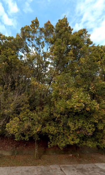 tree photo