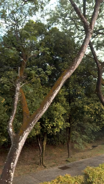 tree photo