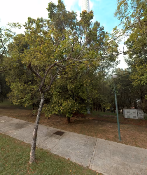 tree photo
