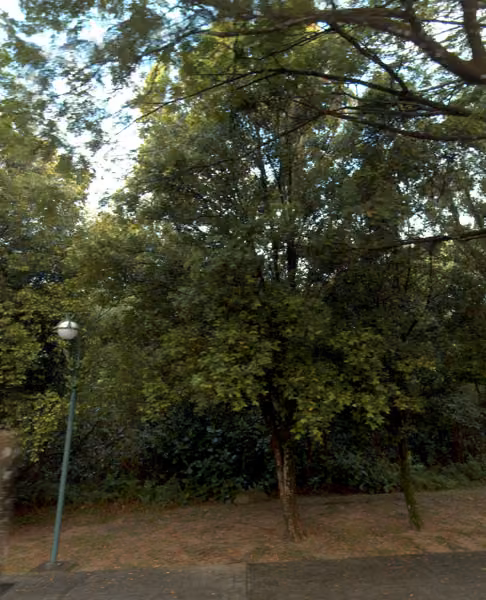 tree photo