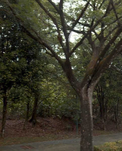 tree photo