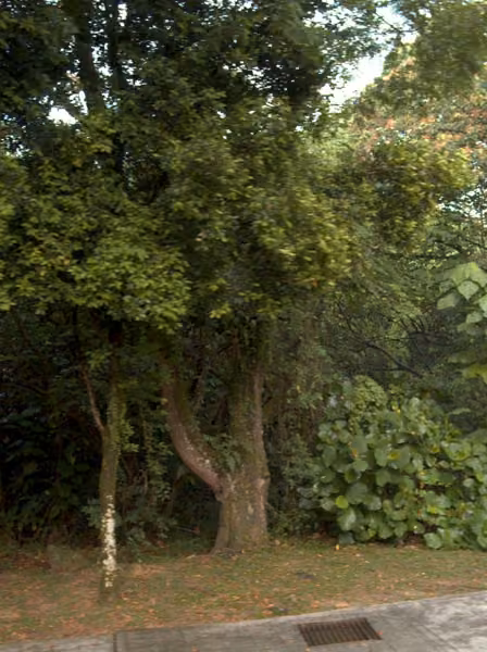 tree photo