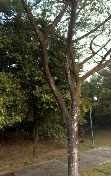 tree photo