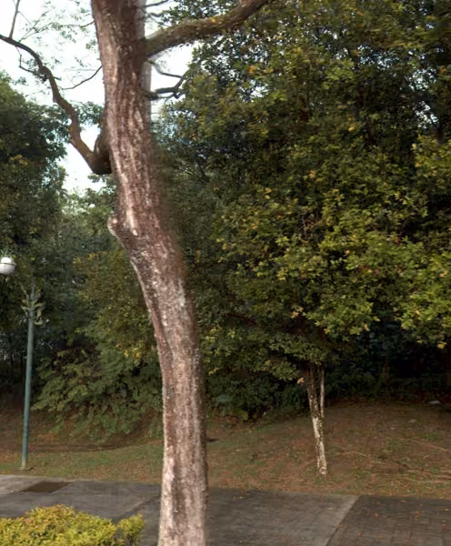 tree photo