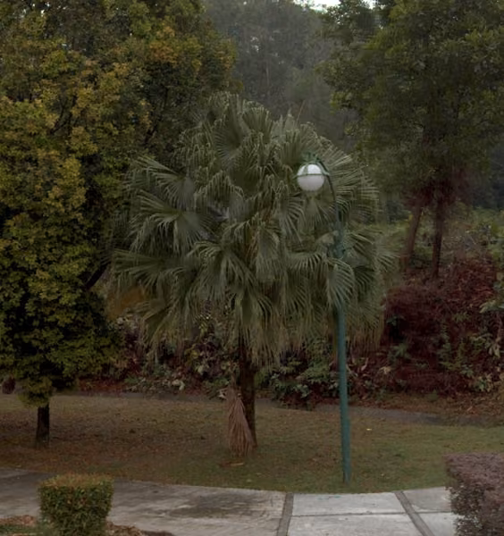 tree photo