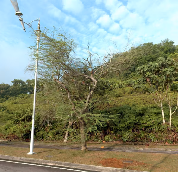 tree photo