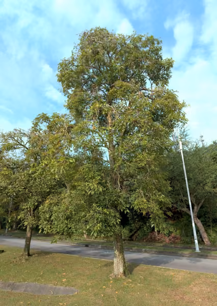 tree photo