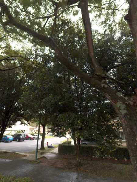 tree photo