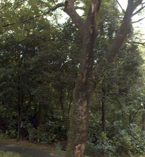 tree photo