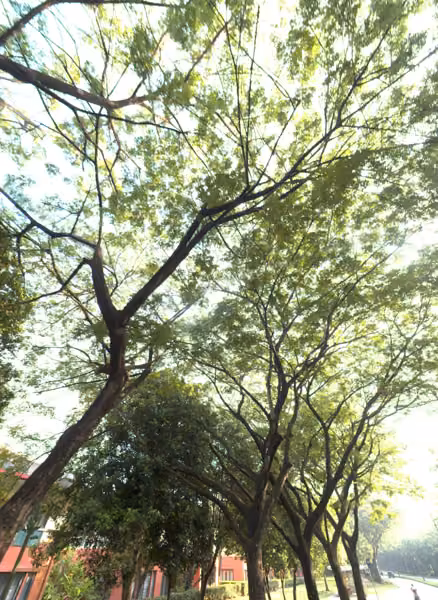 tree photo