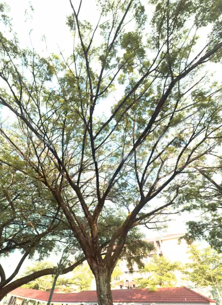 tree photo
