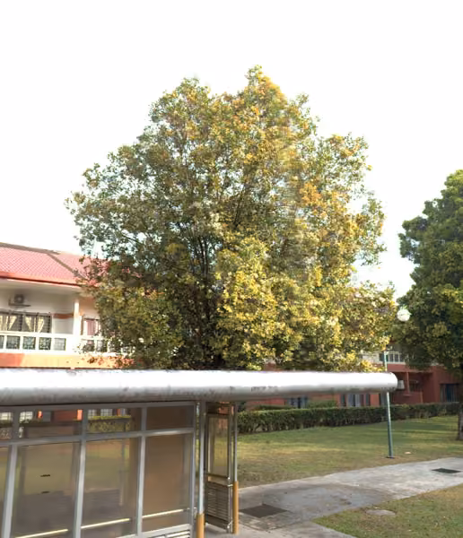 tree photo