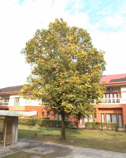 tree photo