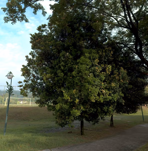 tree photo