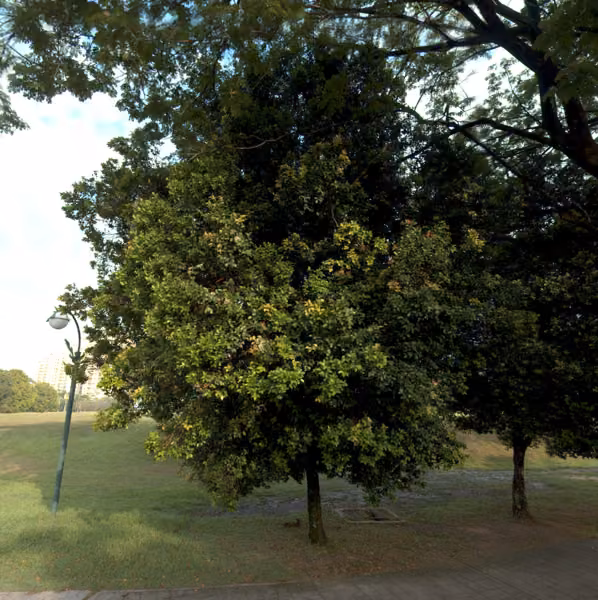 tree photo