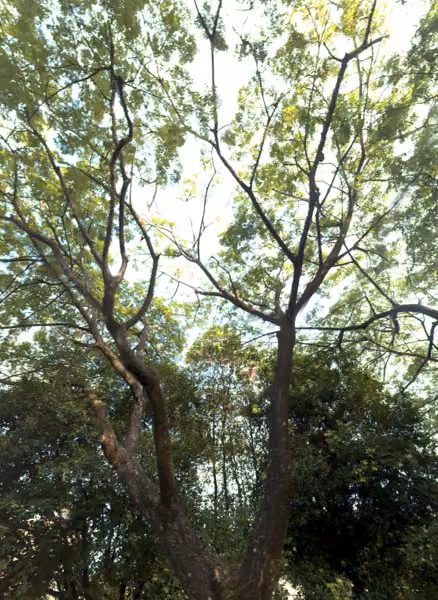 tree photo