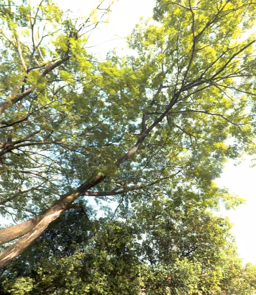 tree photo
