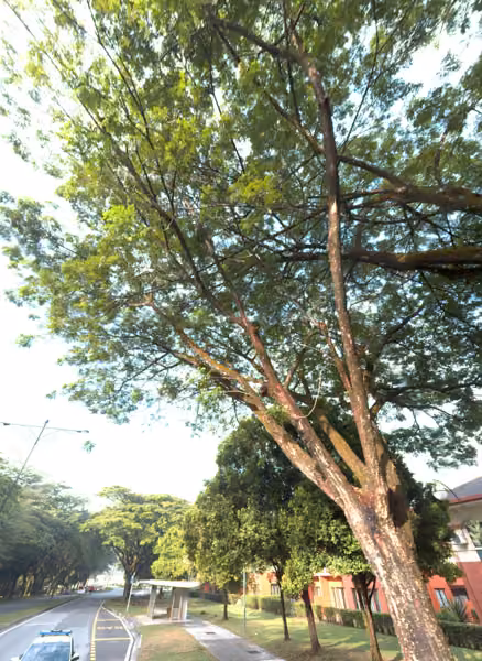 tree photo