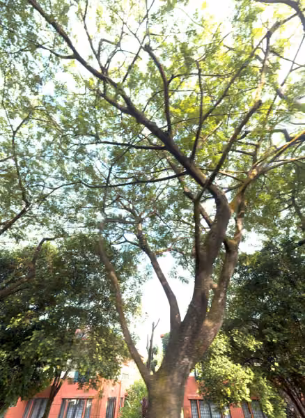 tree photo