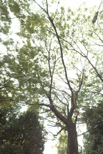 tree photo