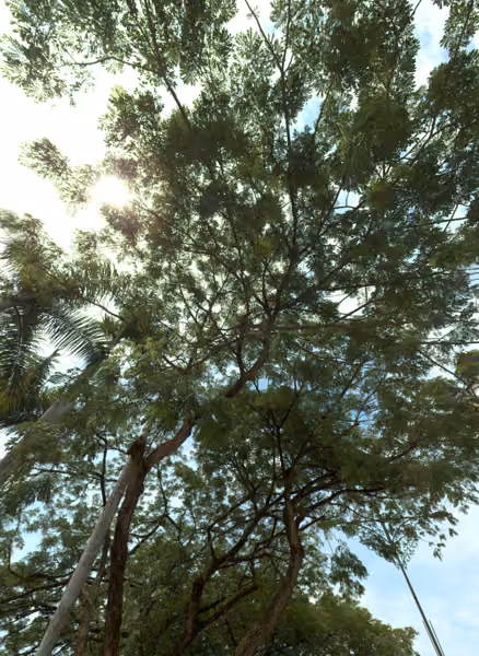 tree photo