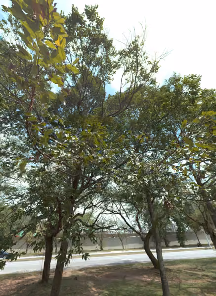tree photo