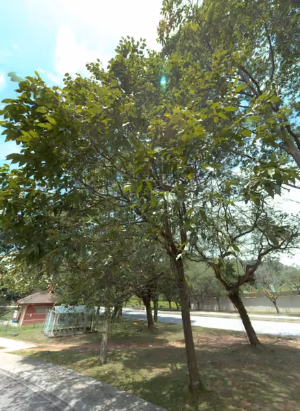 tree photo