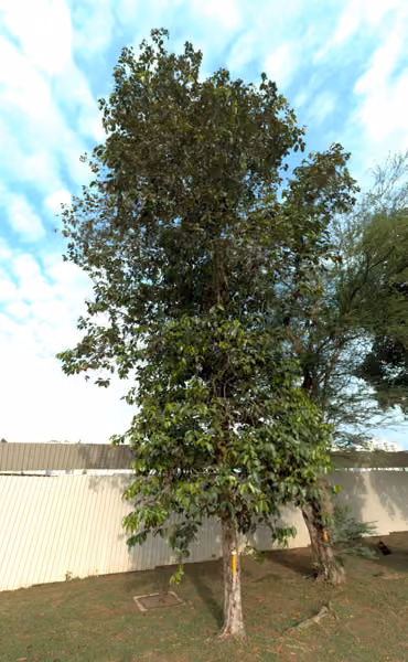tree photo