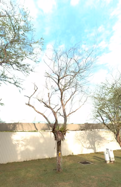 tree photo