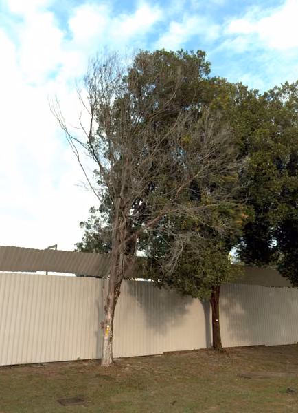 tree photo