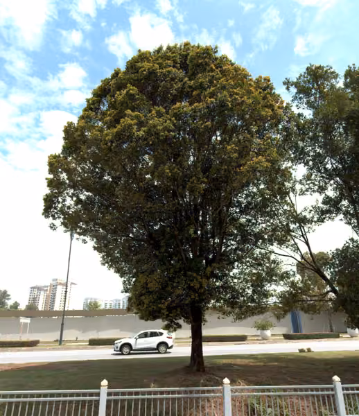 tree photo