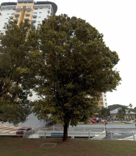 tree photo