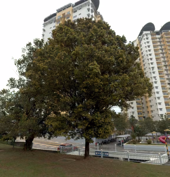 tree photo