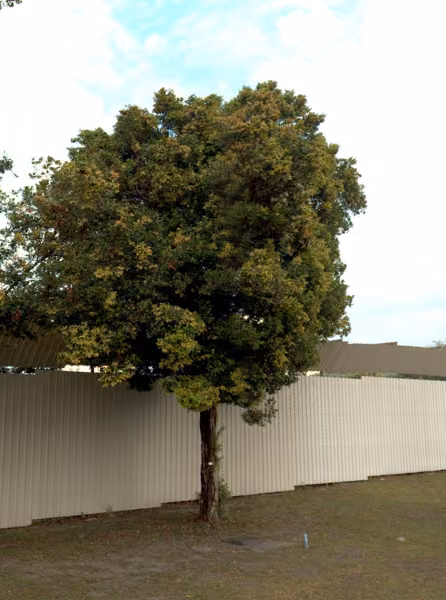 tree photo